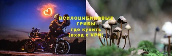 прущие грибы Алзамай